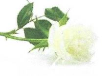Symbole